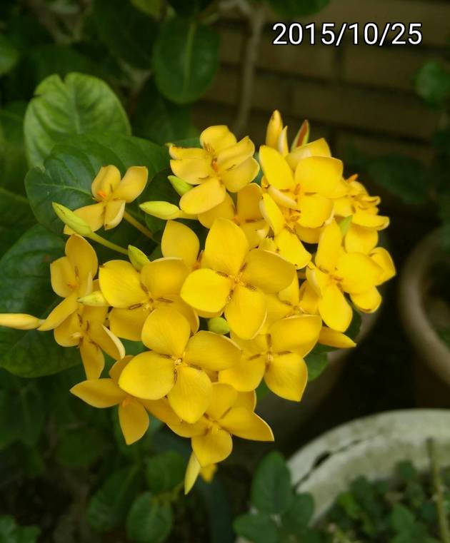 裂瓣黃色仙丹花、Ixora chinensis, yellow West Indian Jasmine